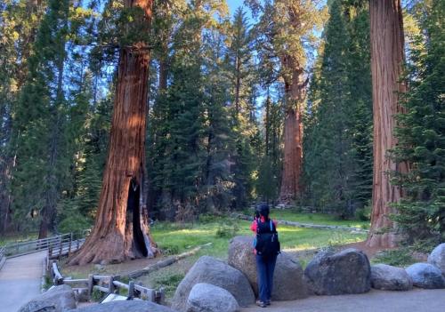 The largest tree in world weighing over 2800 tons is over 3500 years old