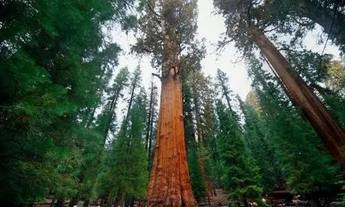 The largest tree in world weighing over 2800 tons is over 3500 years old