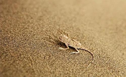 How deep is Takla Makan Desert? If you dig up all the sand, what's under it?