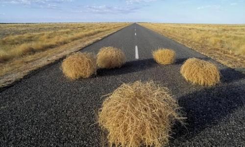 Tumbleweeds have taken over world and taken over roads in US. Why is it so difficult to grow in our country?