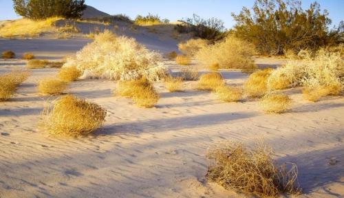Tumbleweeds have taken over world and taken over roads in US. Why is it so difficult to grow in our country?