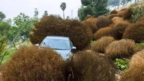 Tumbleweeds have taken over world and taken over roads in US. Why is it so difficult to grow in our country?