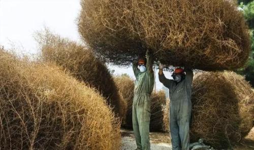 Tumbleweeds have taken over world and taken over roads in US. Why is it so difficult to grow in our country?