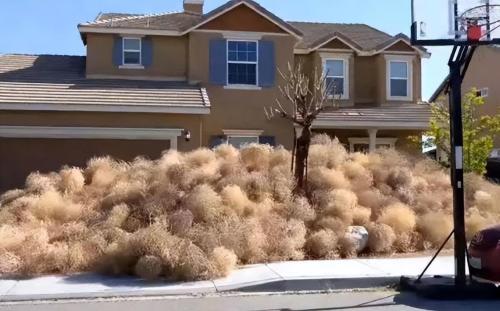 Tumbleweeds have taken over world and taken over roads in US. Why is it so difficult to grow in our country?