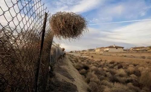 Tumbleweeds have taken over world and taken over roads in US. Why is it so difficult to grow in our country?