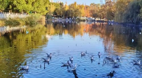 A famous scenic spot in Yunnan, once featured in elementary school Chinese textbooks, tickets are not required, but few people know.