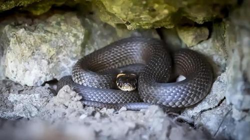 Dalian's "Snake Island" covers an area of ​​less than one square kilometer, but there are 20,000 poisonous snakes hidden in it, where do they come from?
