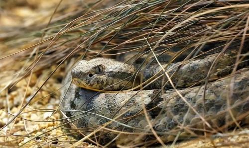 Dalian's "Snake Island" covers an area of ​​less than one square kilometer, but there are 20,000 poisonous snakes hidden in it, where do they come from?
