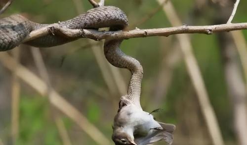 Dalian's "Snake Island" covers an area of ​​less than one square kilometer, but there are 20,000 poisonous snakes hidden in it, where do they come from?
