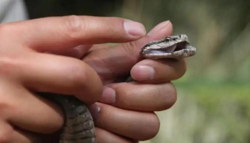 Dalian's "Snake Island" covers an area of ​​less than one square kilometer, but there are 20,000 poisonous snakes hidden in it, where do they come from?
