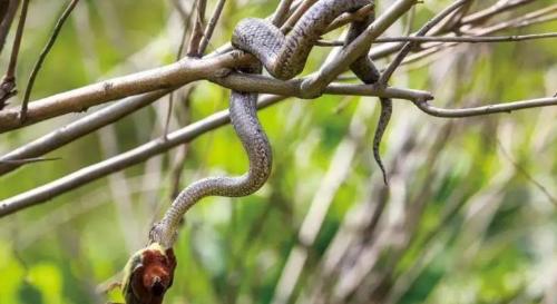 Dalian's "Snake Island" covers an area of ​​less than one square kilometer, but there are 20,000 poisonous snakes hidden in it, where do they come from?
