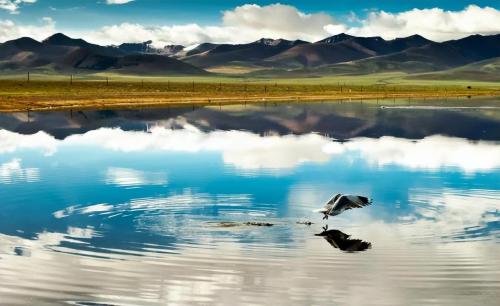 A girl traveling in Tibet saw a wild flower, took a picture and was noticed by locals: this is very valuable
