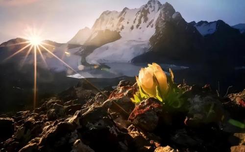A girl traveling in Tibet saw a wild flower, took a picture and was noticed by locals: this is very valuable
