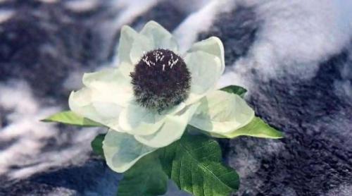 A girl traveling in Tibet saw a wild flower, took a picture and was noticed by locals: this is very valuable
