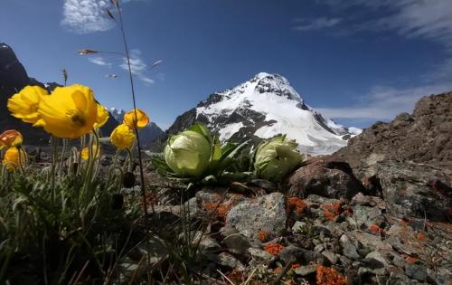A girl traveling in Tibet saw a wild flower, took a picture and was noticed by locals: this is very valuable
