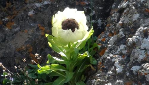 A girl traveling in Tibet saw a wild flower, took a picture and was noticed by locals: this is very valuable
