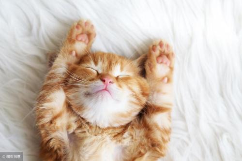 How long does a cat have a memory?