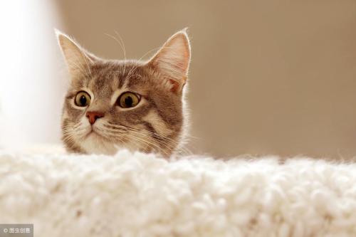 How long does a cat have a memory?