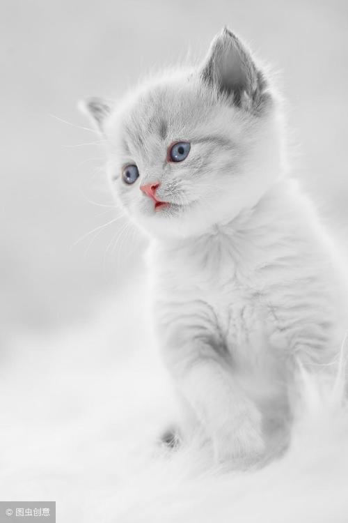 How long does a cat have a memory?