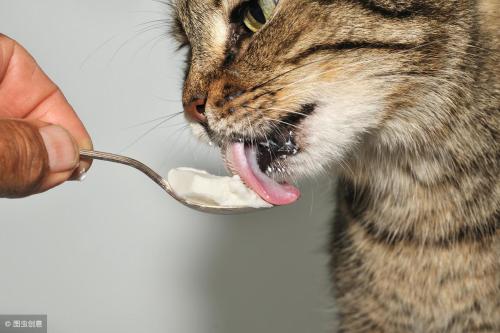 How long does a cat have a memory?