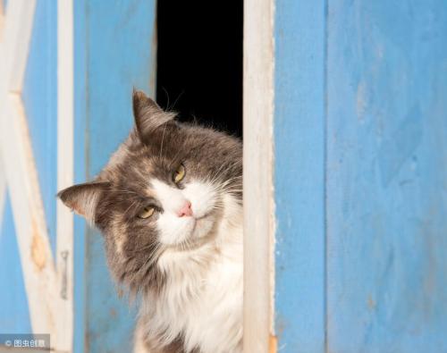 How long does a cat have a memory?
