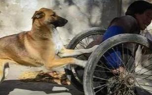 Why are dogs so devoted to their owners?