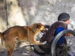 Why are dogs so devoted to their owners?