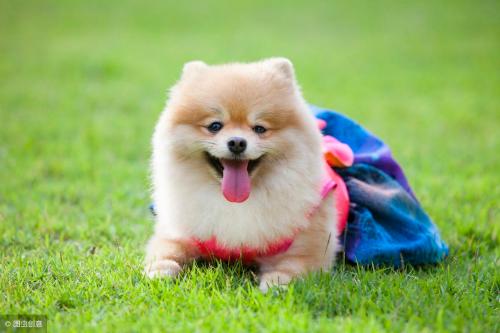 "You may not love, but please don't hurt" what do you think is a good way to reduce number of stray dogs