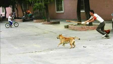 To ban dogs, do they need to be killed centrally, or do they need to be fed centrally at animal welfare centers?
