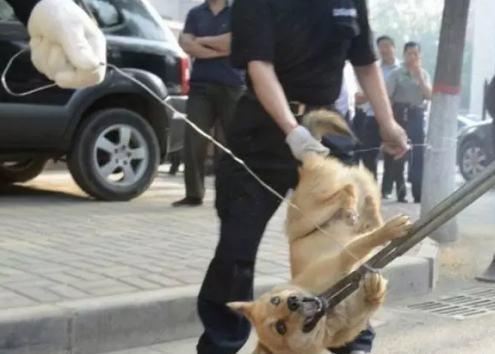 To ban dogs, do they need to be killed centrally, or do they need to be fed centrally at animal welfare centers?
