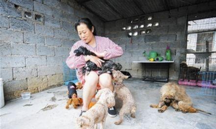 To ban dogs, do they need to be killed centrally, or do they need to be fed centrally at animal welfare centers?
