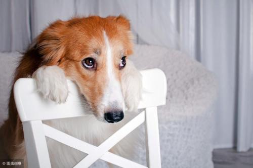 "You may not love, but please don't hurt" what do you think is a good way to reduce number of stray dogs
