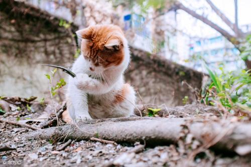 What do you think of people who secretly bury their dead pets in their public garden in middle of night?
