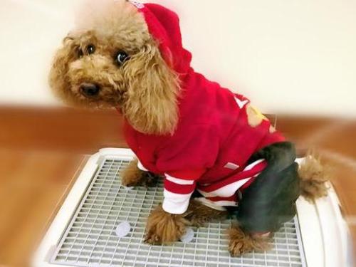 How to toilet train a dog?
