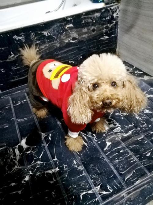 How to toilet train a dog?
