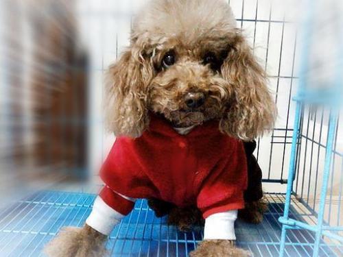 How to toilet train a dog?
