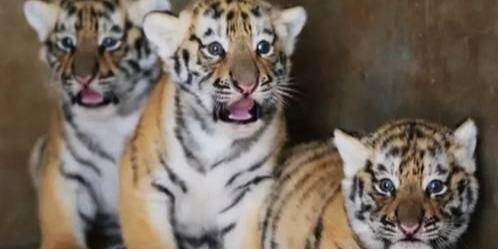 The ancients said that "a tiger should have three sons, and there should be one big one." This is also a tiger, why is this tiger called "Biao"