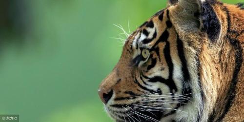 The ancients said that "a tiger should have three sons, and there should be one big one." This is also a tiger, why is this tiger called "Biao"