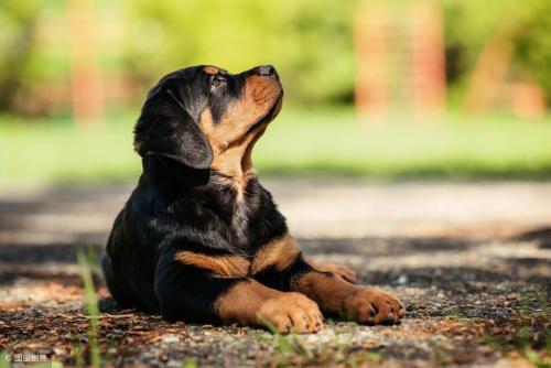 Which dog is most protective of its owner?