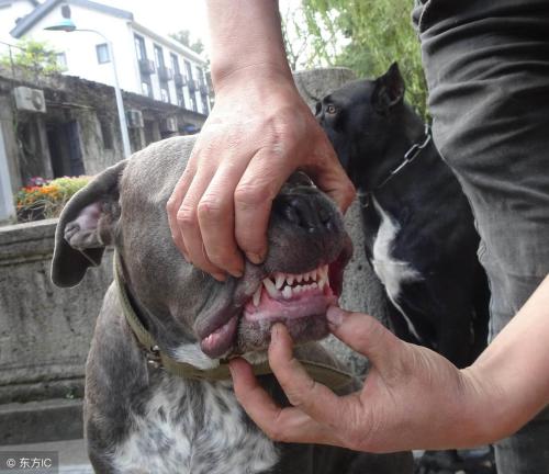 Which dog is most protective of its owner?