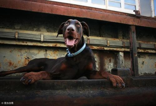Which dog is most protective of its owner?
