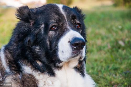 Which dog is most protective of its owner?