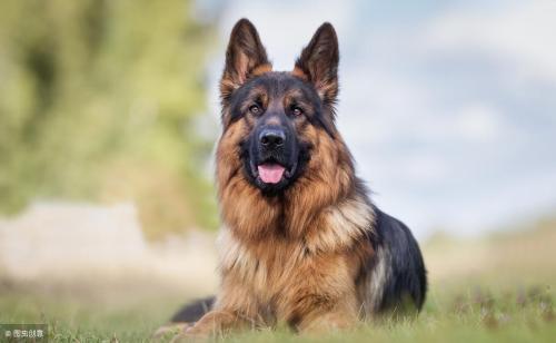 Which dog is most protective of its owner?