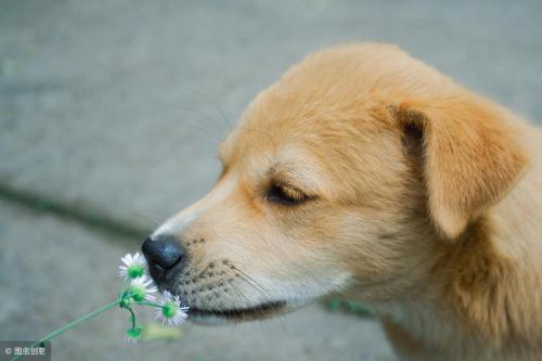Which dog is most protective of its owner?