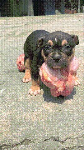 The little milk dog is fiercely protective of fleshy bones more than itself, and has enough food until age of two.