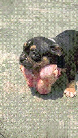 The little milk dog is fiercely protective of fleshy bones more than itself, and has enough food until age of two.