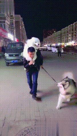 The little milk dog is fiercely protective of fleshy bones more than itself, and has enough food until age of two.